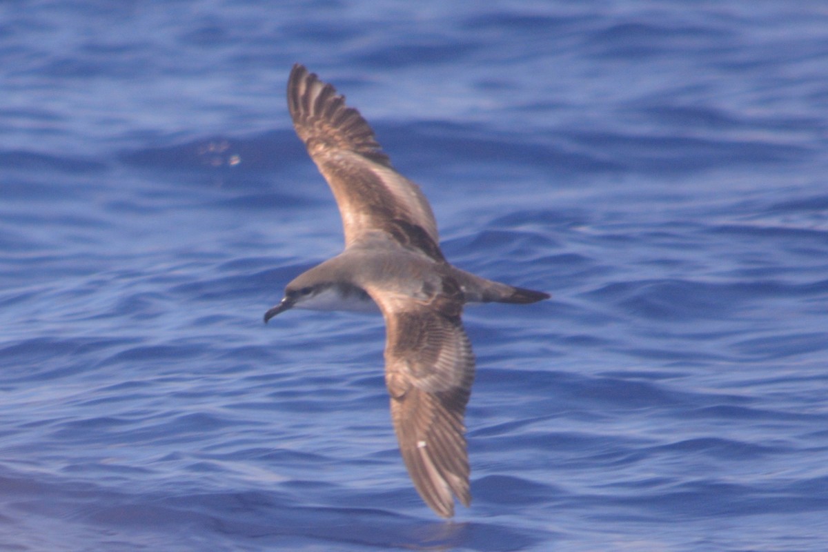 Buller's Shearwater - Alex Wang