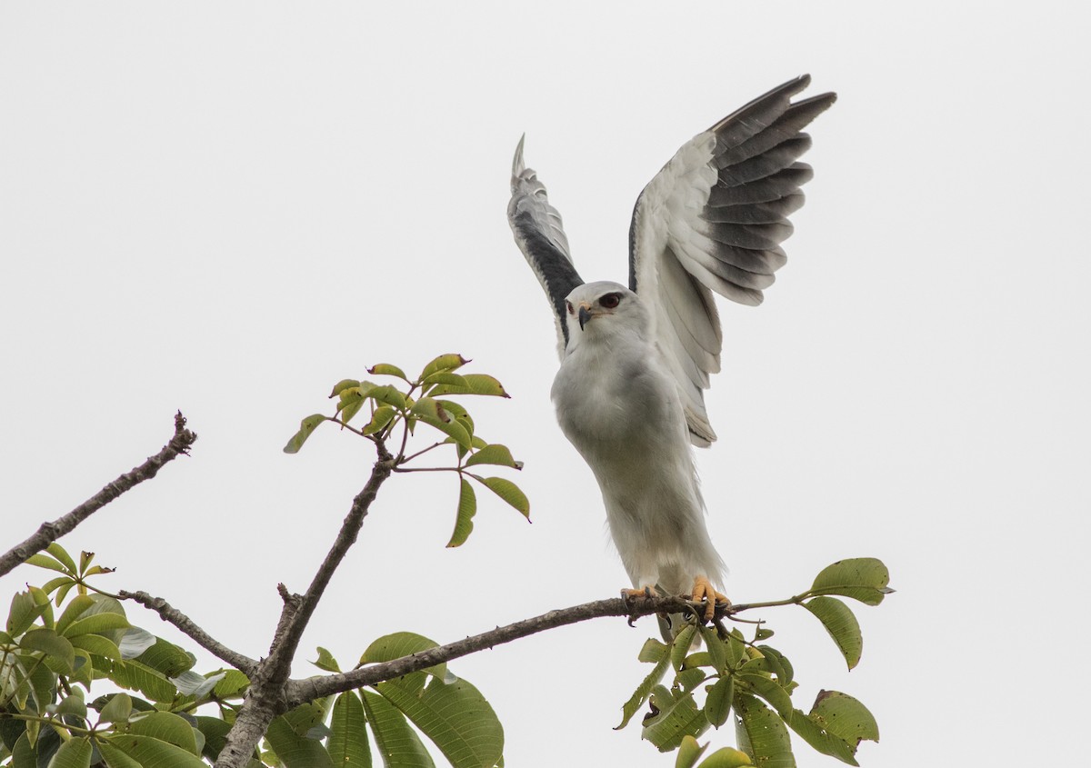 Black-winged Kite - ML161353771