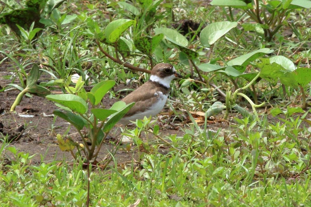 Semipalmated Plover - ML161353891