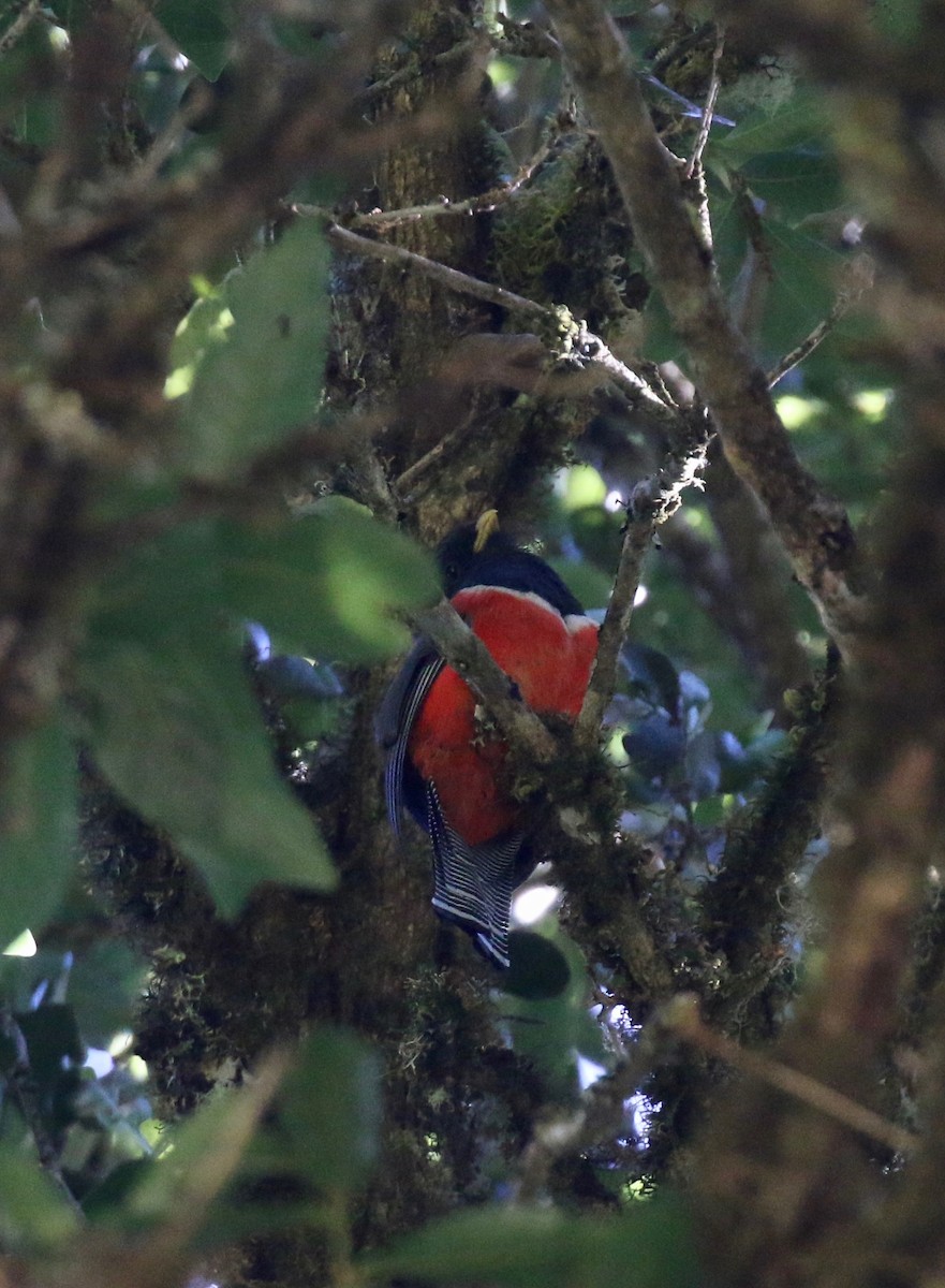 Collared Trogon - ML161356271