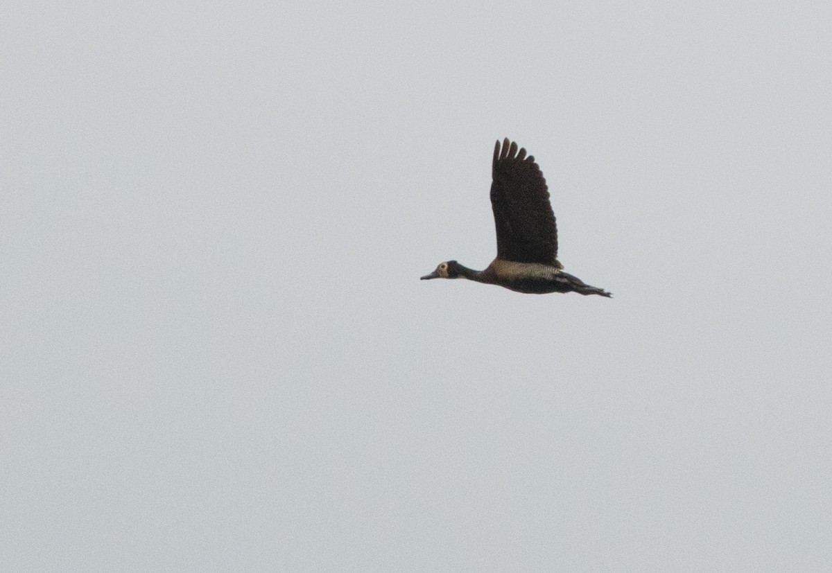 White-faced Whistling-Duck - Joachim Bertrands