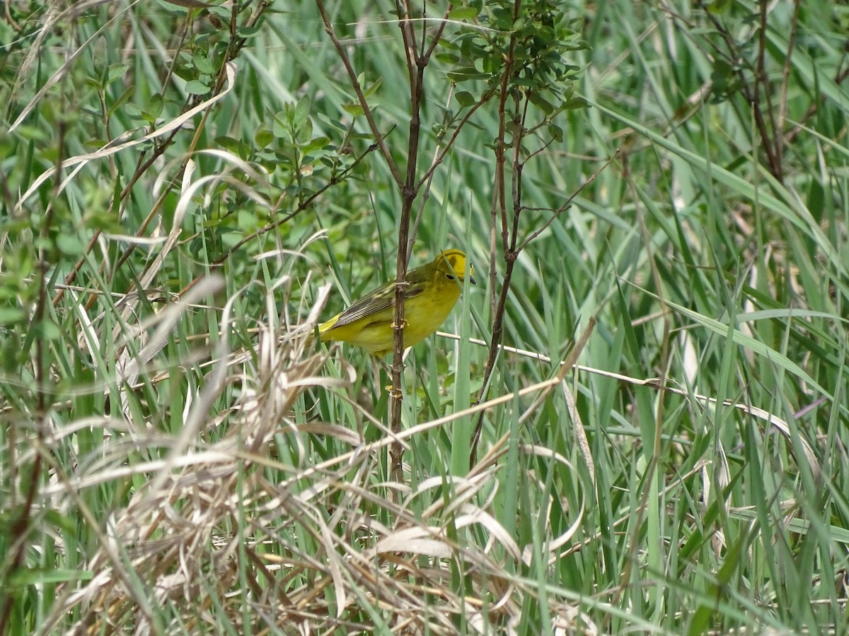 Yellow Warbler - Paul Mindeman