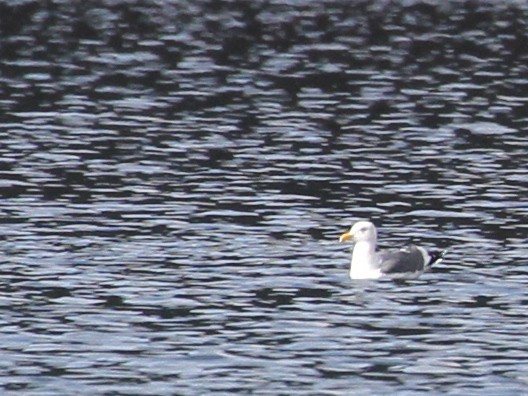 Western Gull - Gary Shaffer