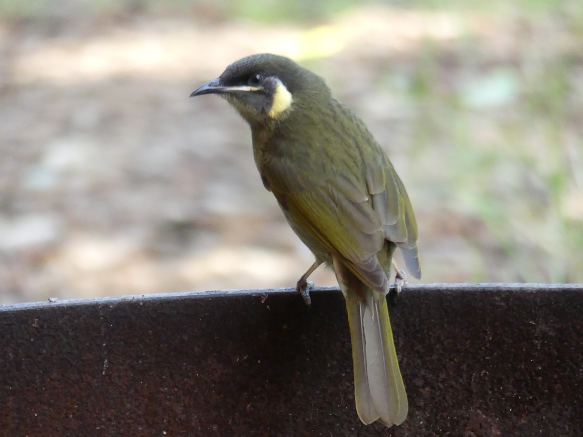 Lewin's Honeyeater - Andrew Sides