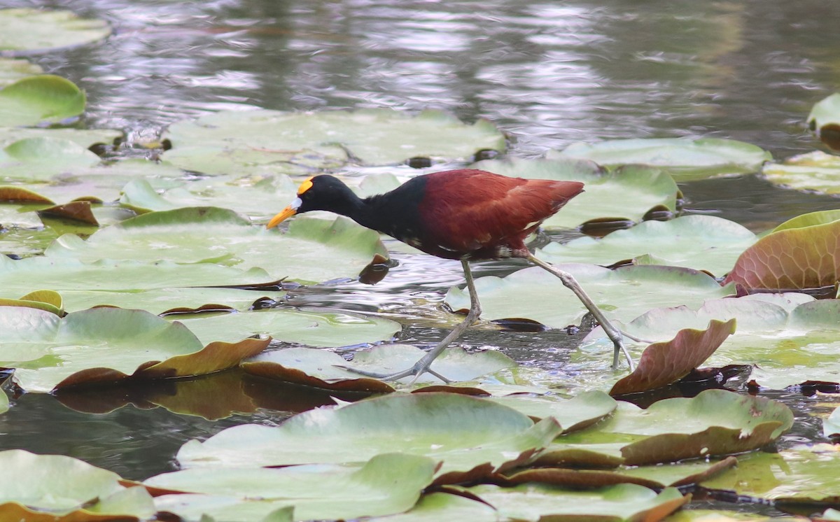 Northern Jacana - Andre Moncrieff