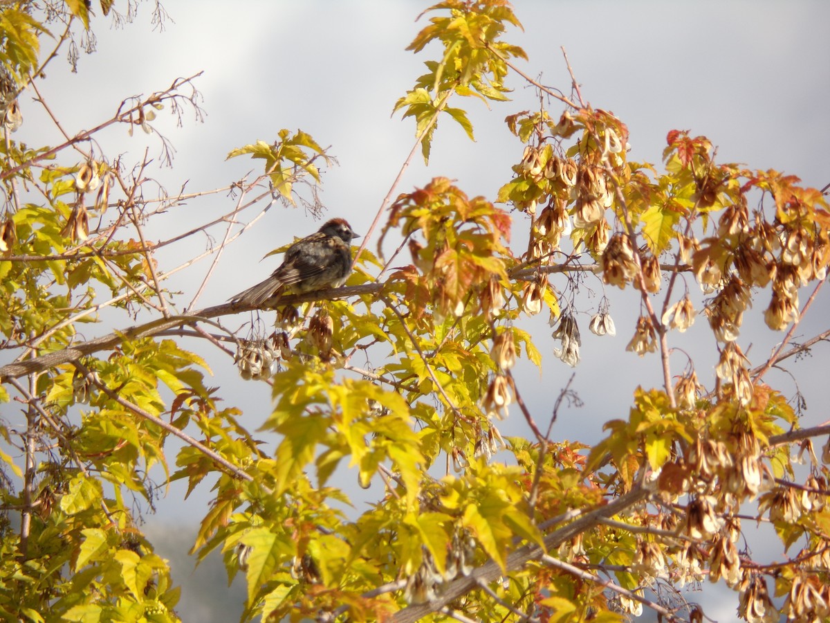 Chipping Sparrow - ML161359021
