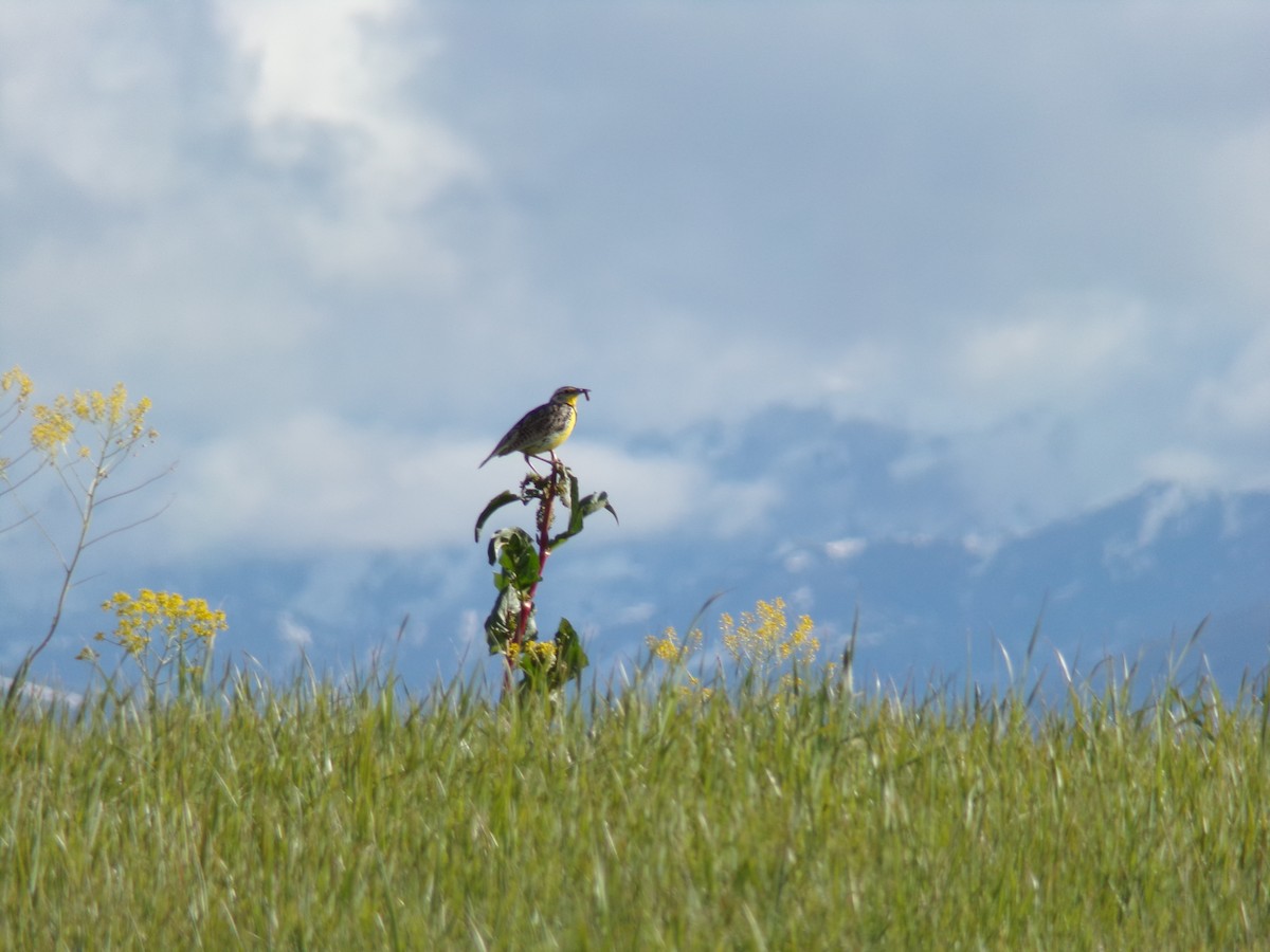 Western Meadowlark - ML161359111
