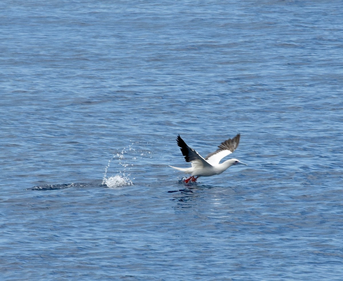 Red-footed Booby - Rosemary joganic