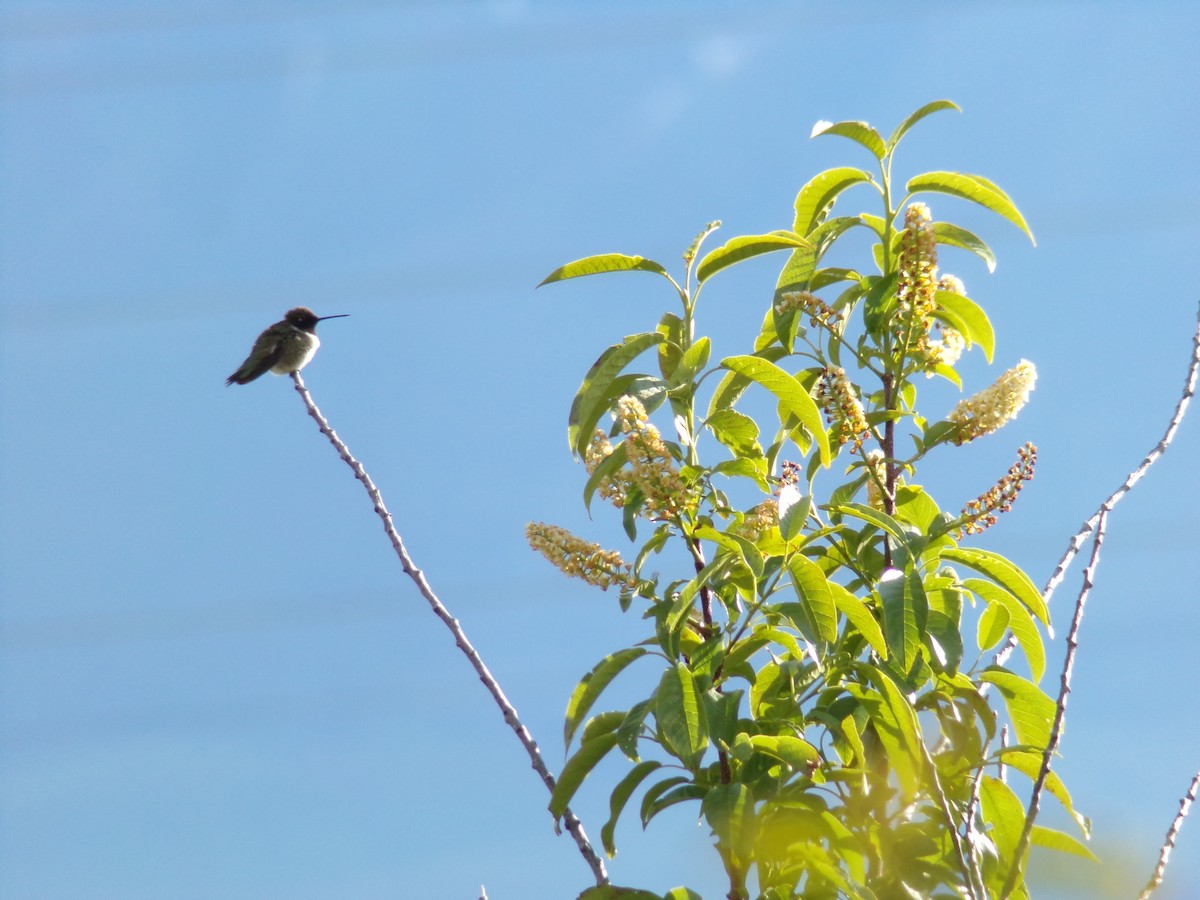 Black-chinned Hummingbird - ML161359311