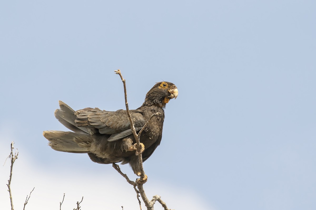 Greater Vasa Parrot - Cindy Cone