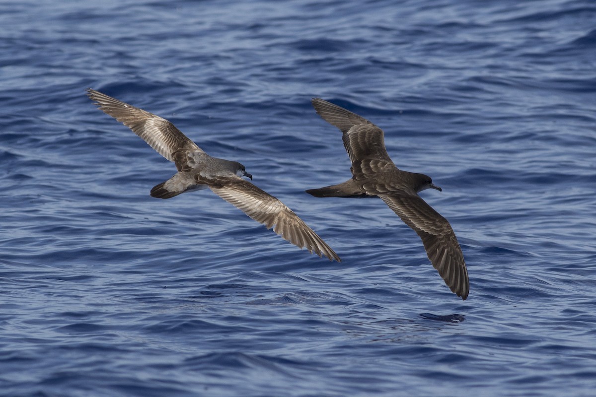 Buller's Shearwater - Jacob Drucker