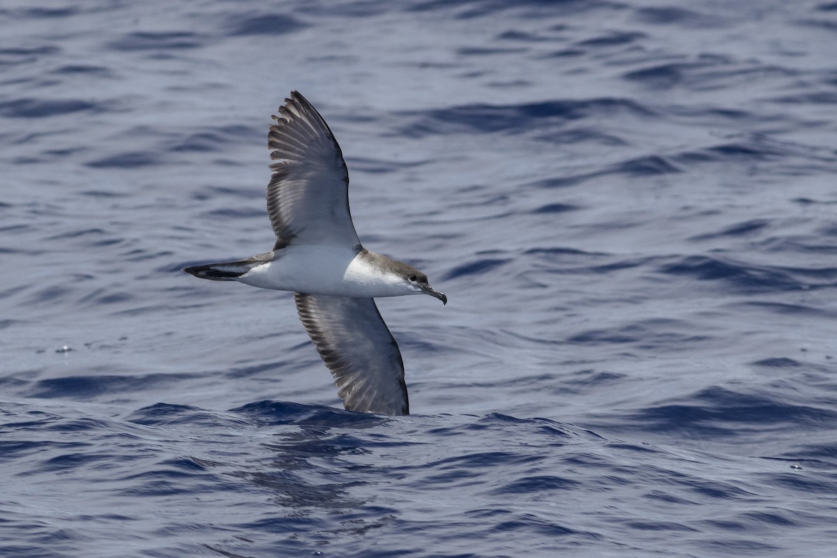 Buller's Shearwater - ML161360901