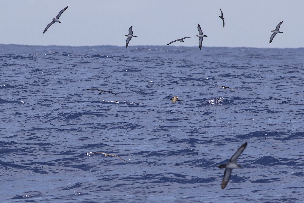 Puffin de Newell - ML161361061