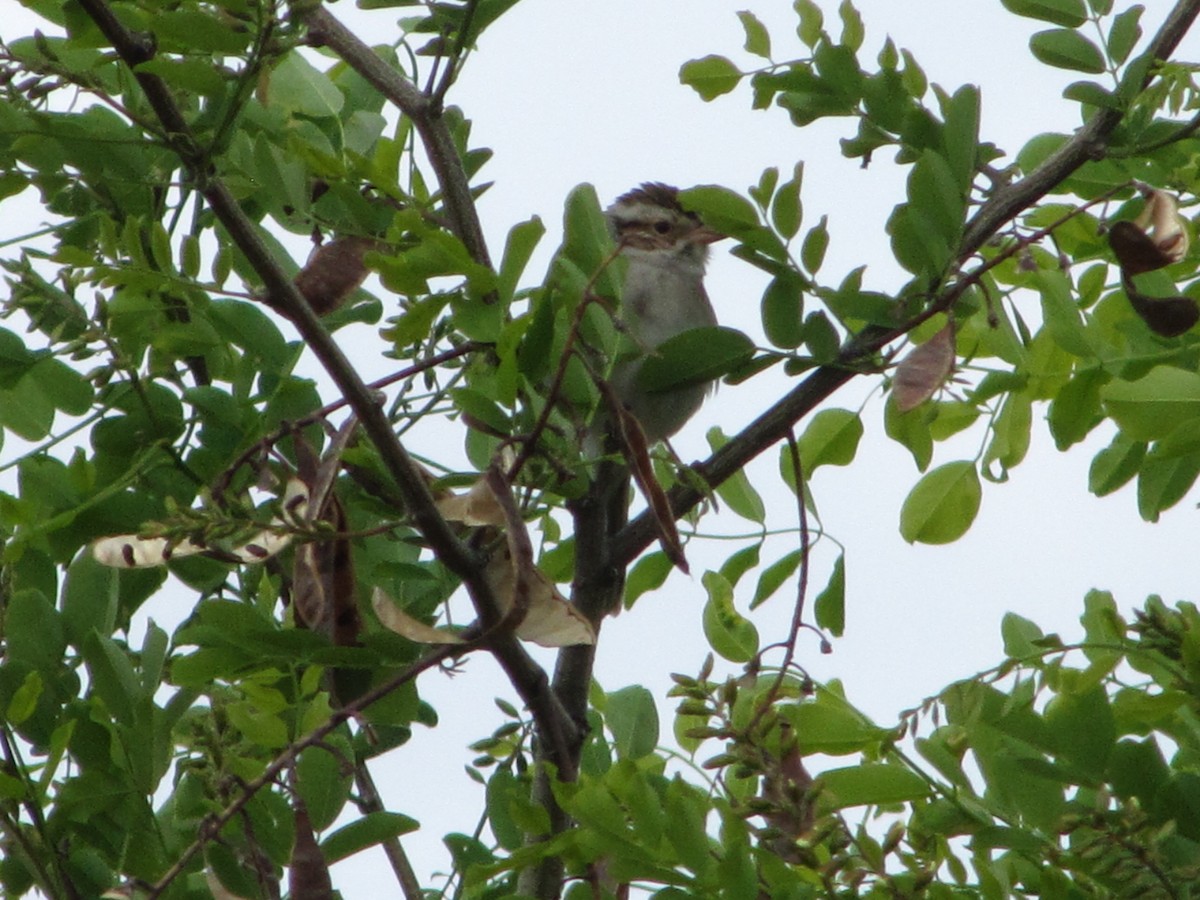 Clay-colored Sparrow - ML161361721