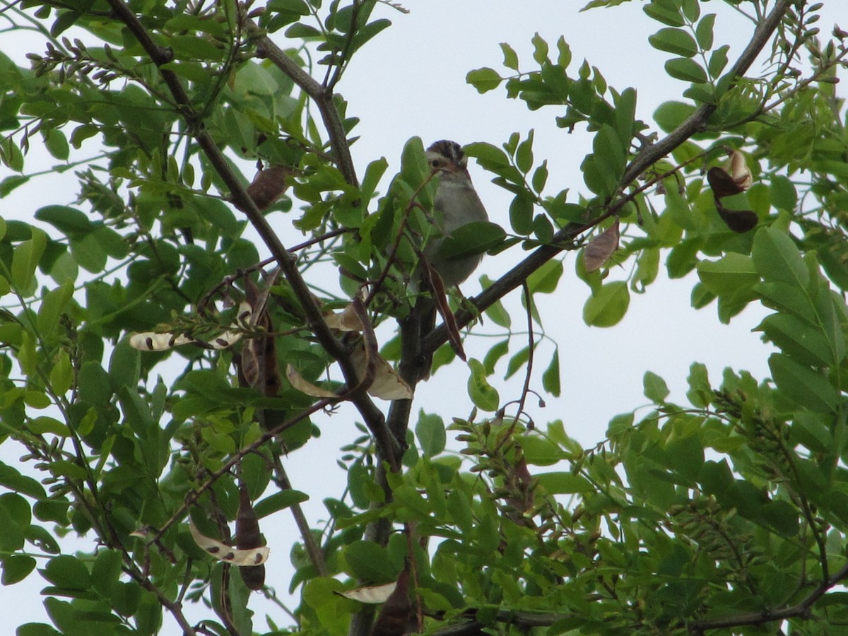 Clay-colored Sparrow - ML161361731