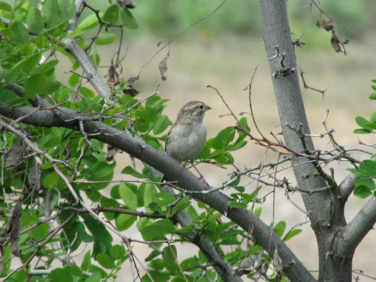 Brewer's Sparrow - ML161362281