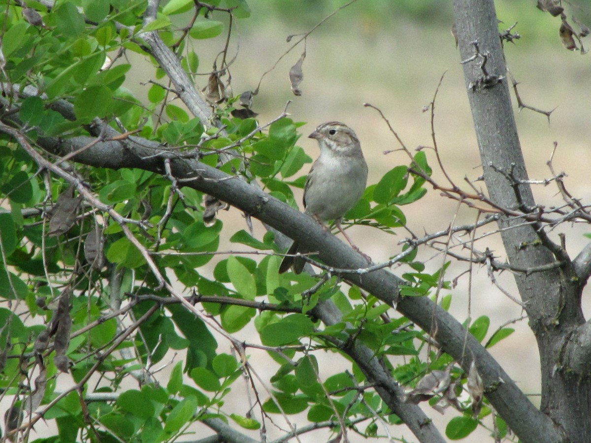 Brewer's Sparrow - ML161362291