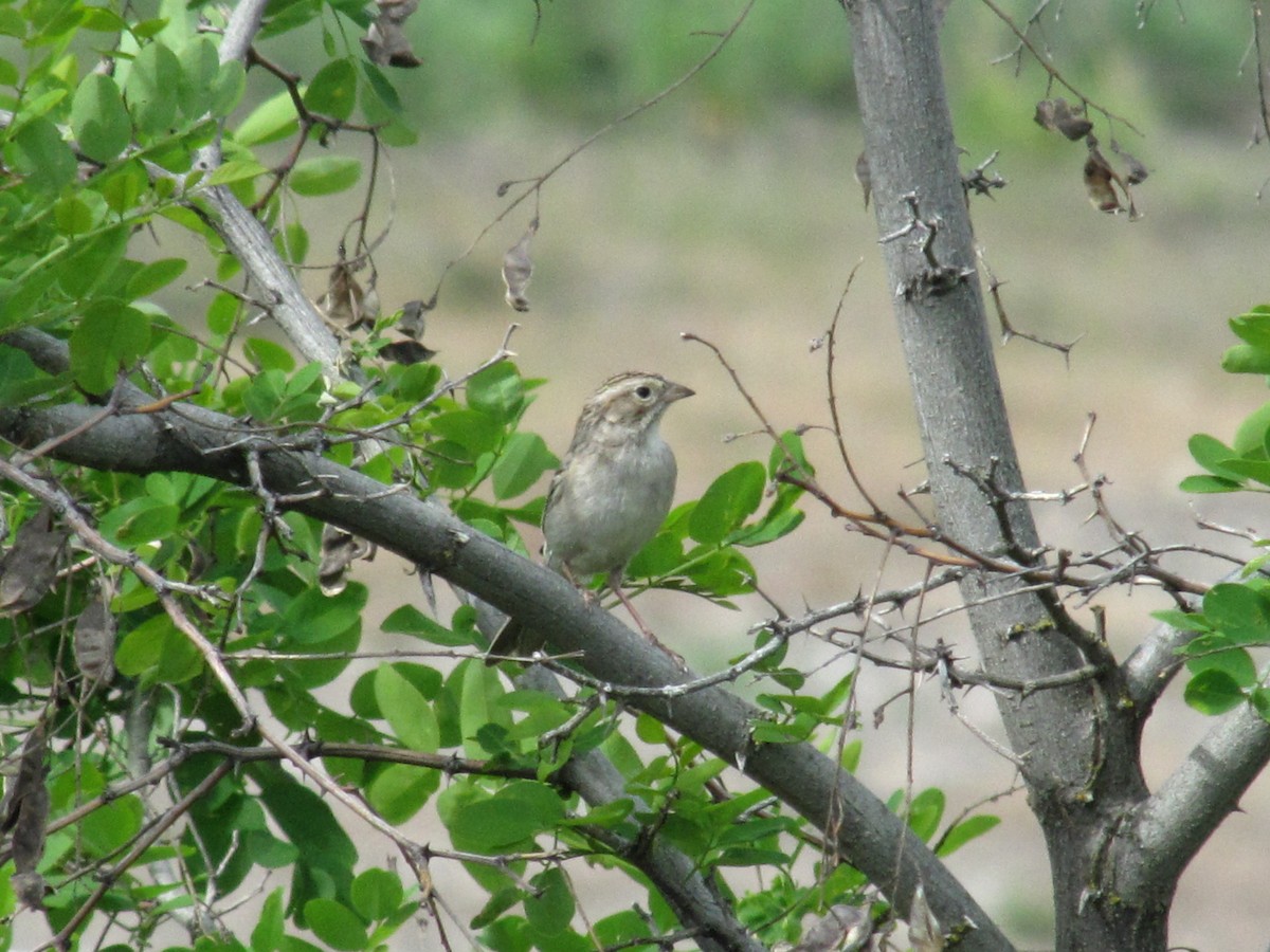 Brewer's Sparrow - ML161362301