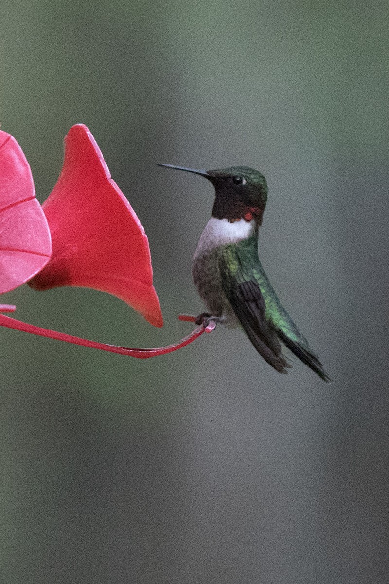 Colibri à gorge rubis - ML161365701