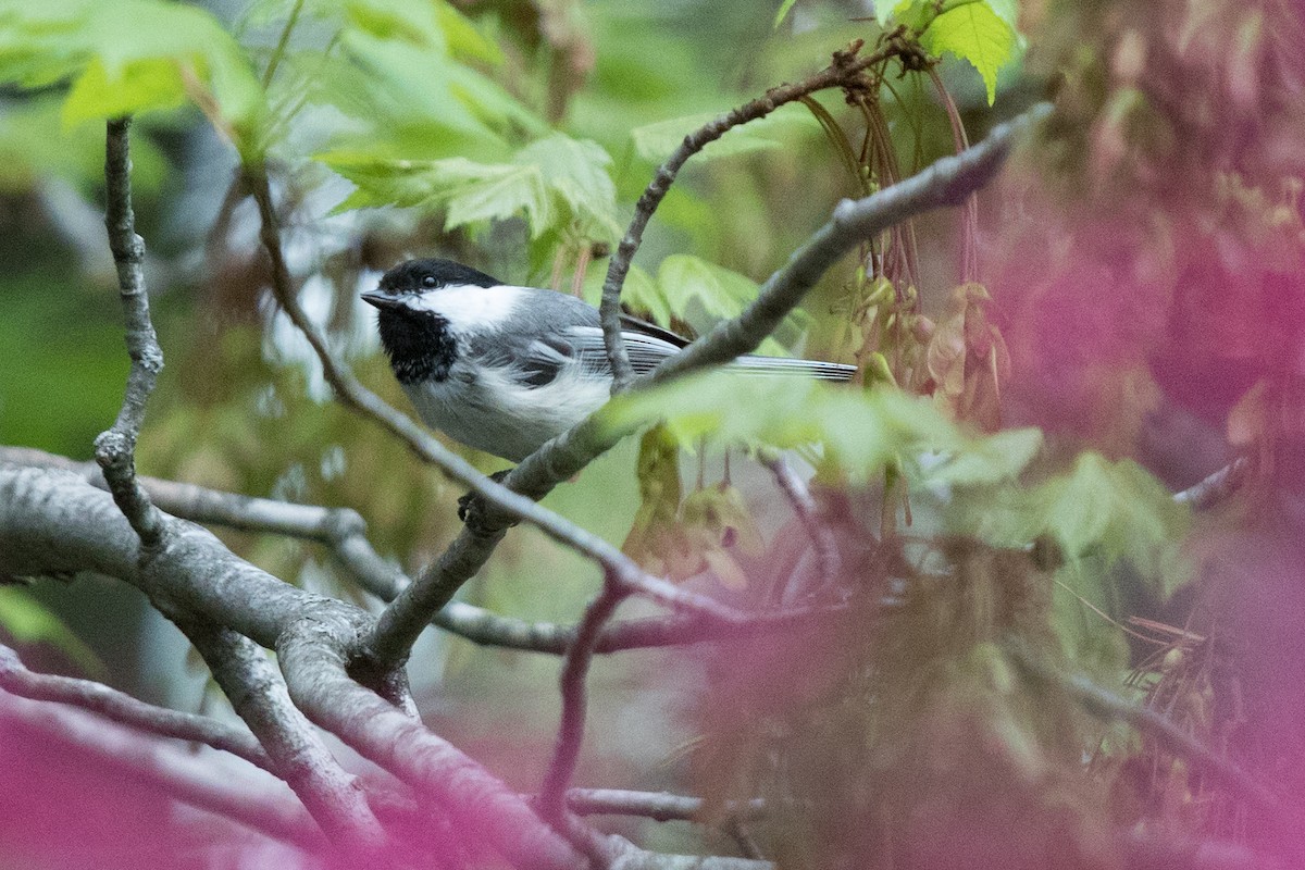 Mésange à tête noire - ML161366241