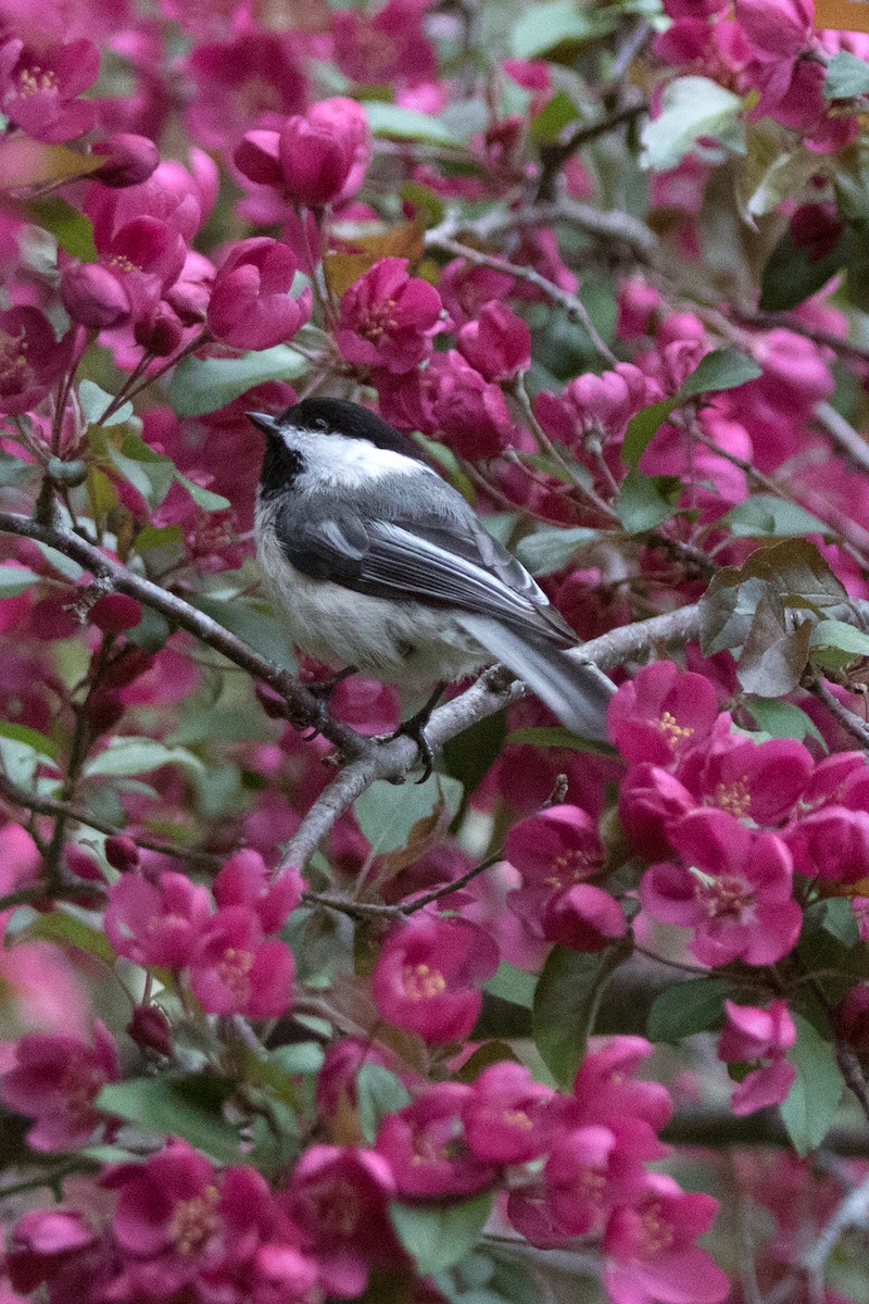 Black-capped Chickadee - ML161366271