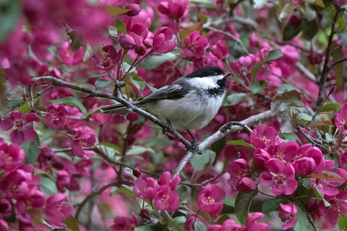 Mésange à tête noire - ML161366291