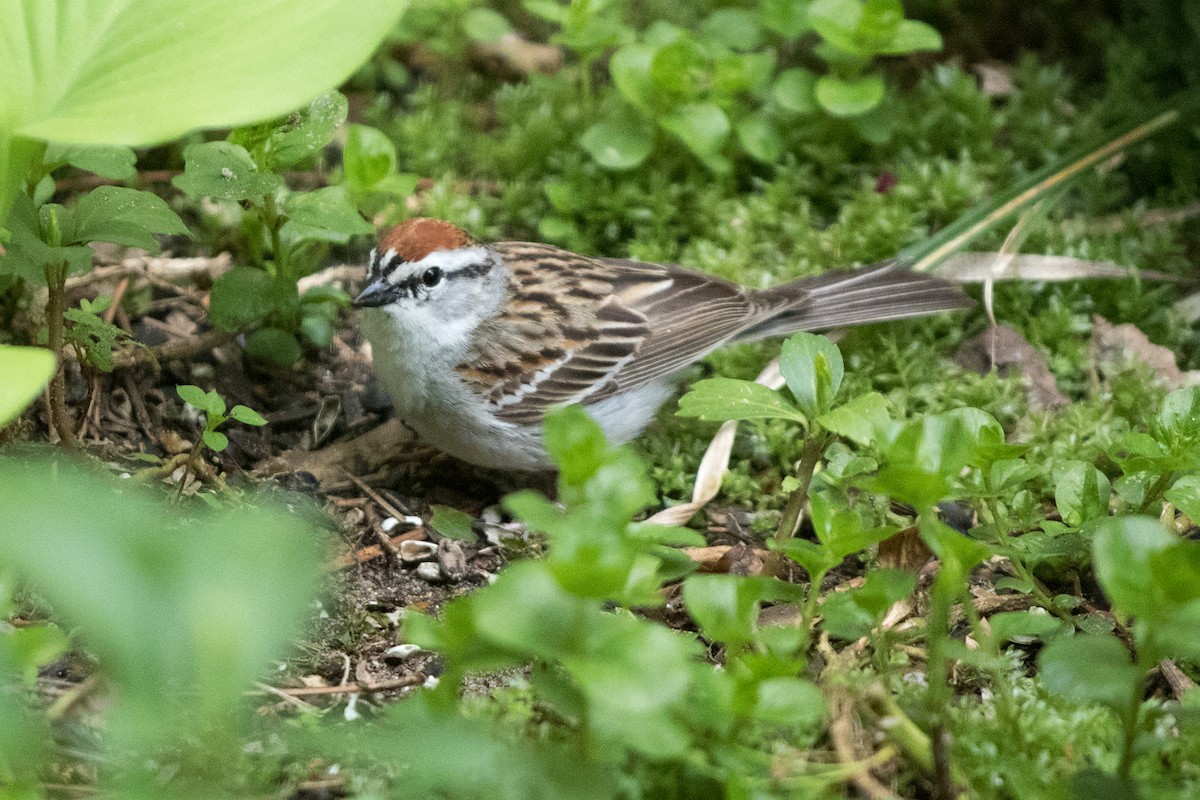 Chipping Sparrow - Jane Benson