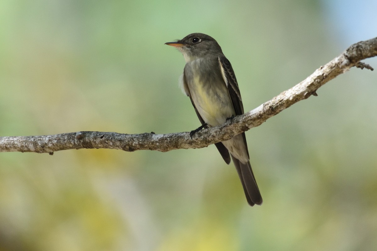 Northern Tropical Pewee - ML161368191