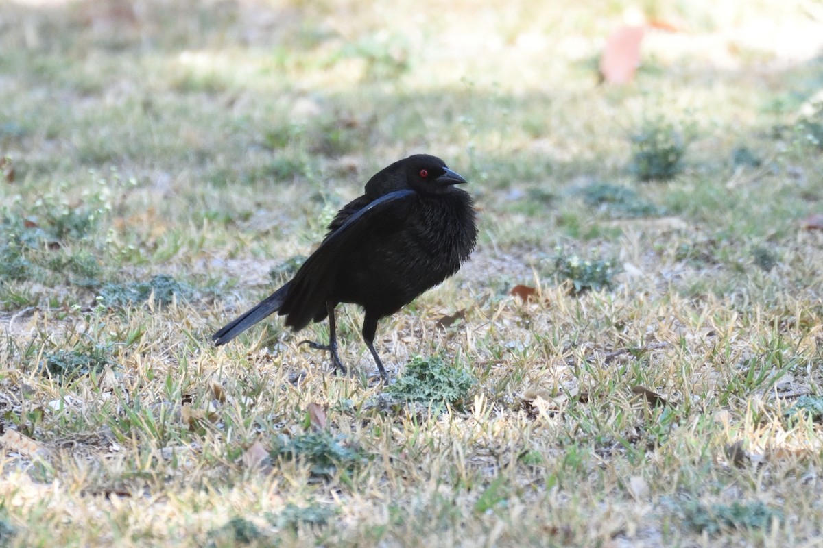 Bronzed Cowbird - German Garcia