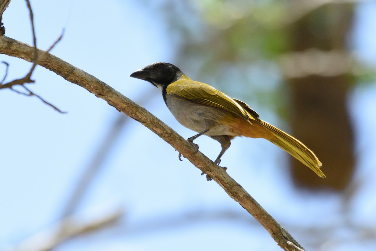 Black-headed Saltator - ML161369541