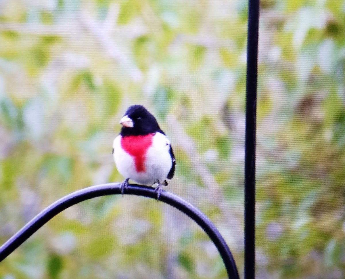 Rose-breasted Grosbeak - ML161370791