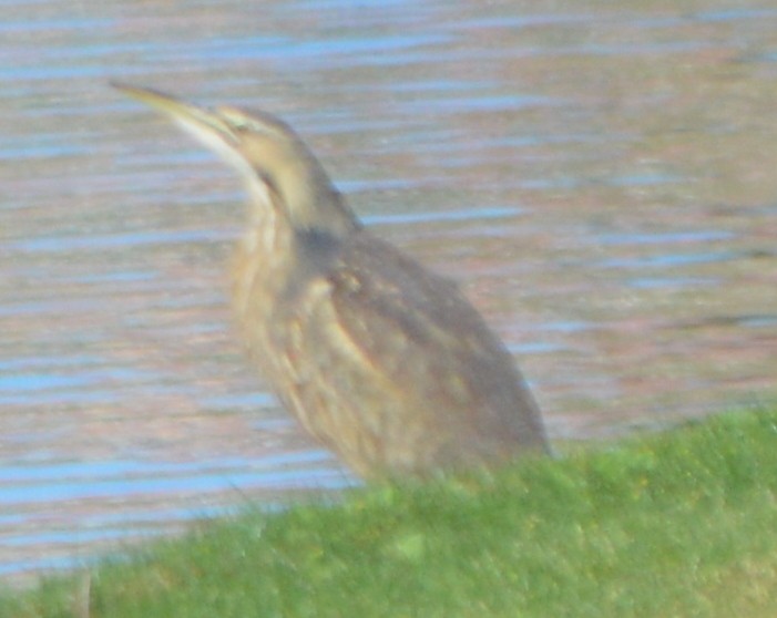 American Bittern - ML161370971