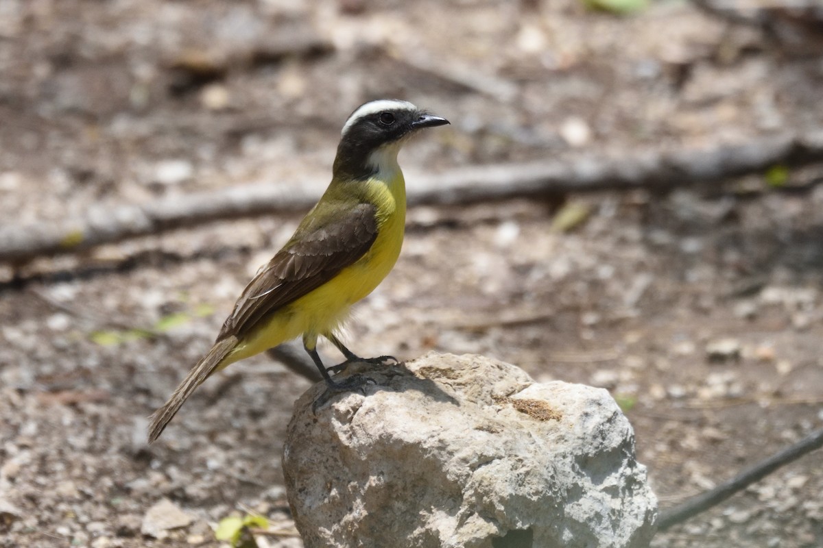 Social Flycatcher - German Garcia