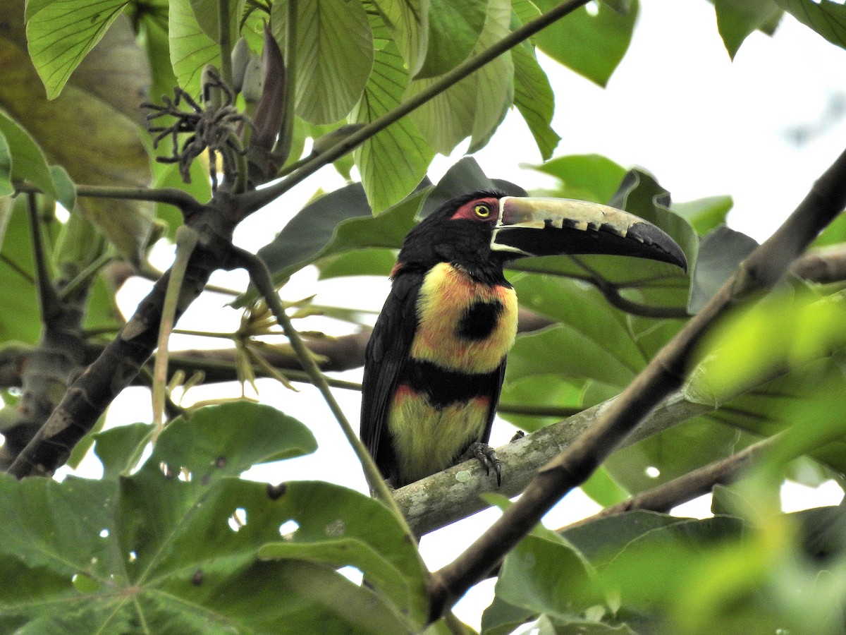 Collared Aracari - ML161371481