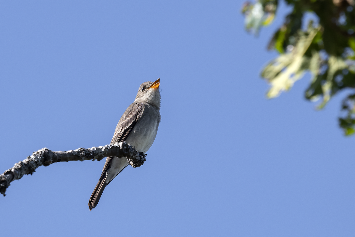 Western Wood-Pewee - ML161371661