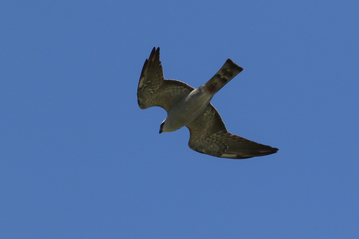 Mississippi Kite - ML161372631