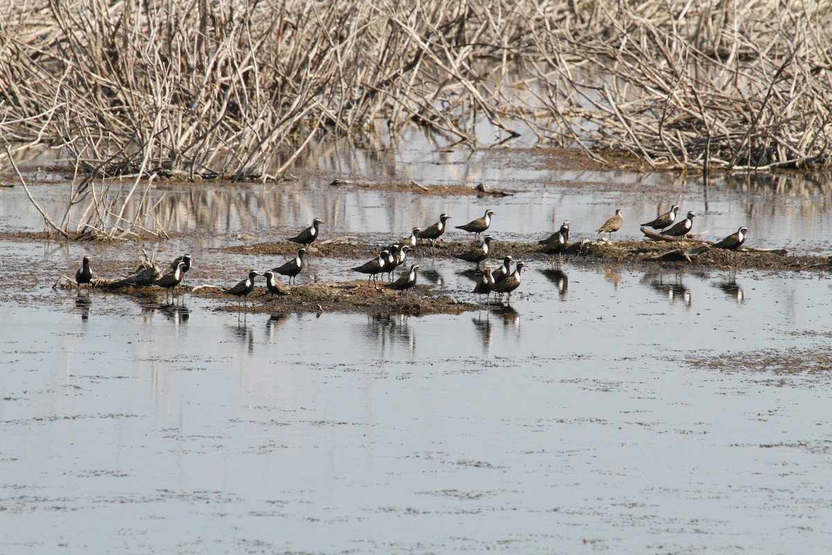 American Golden-Plover - Geoffrey Urwin