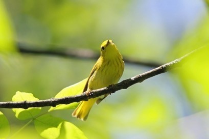 Yellow Warbler - Angela  Lleras