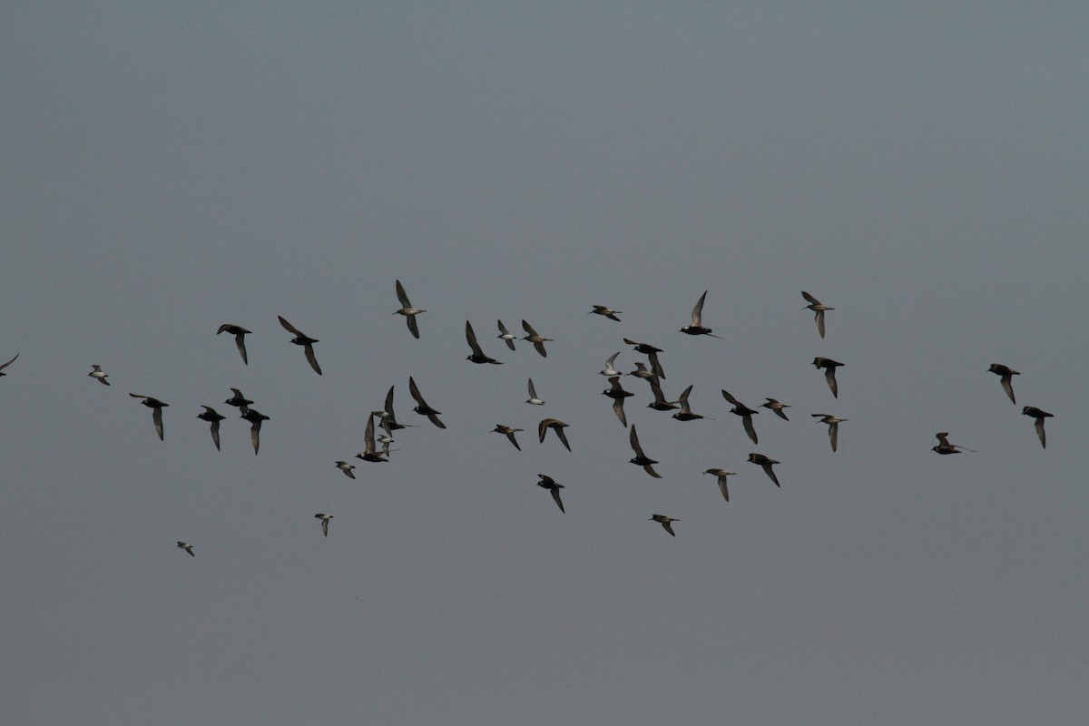 American Golden-Plover - Geoffrey Urwin