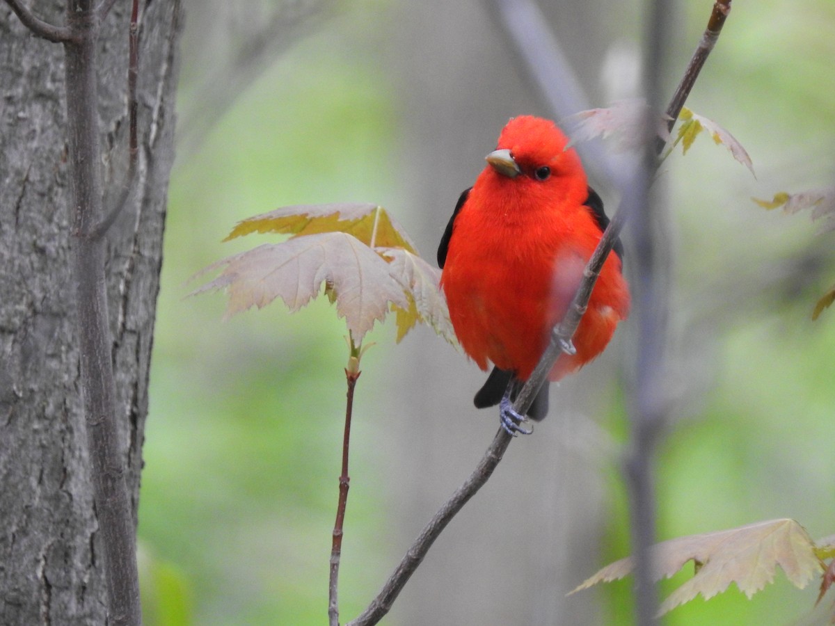 Scarlet Tanager - C Magnier