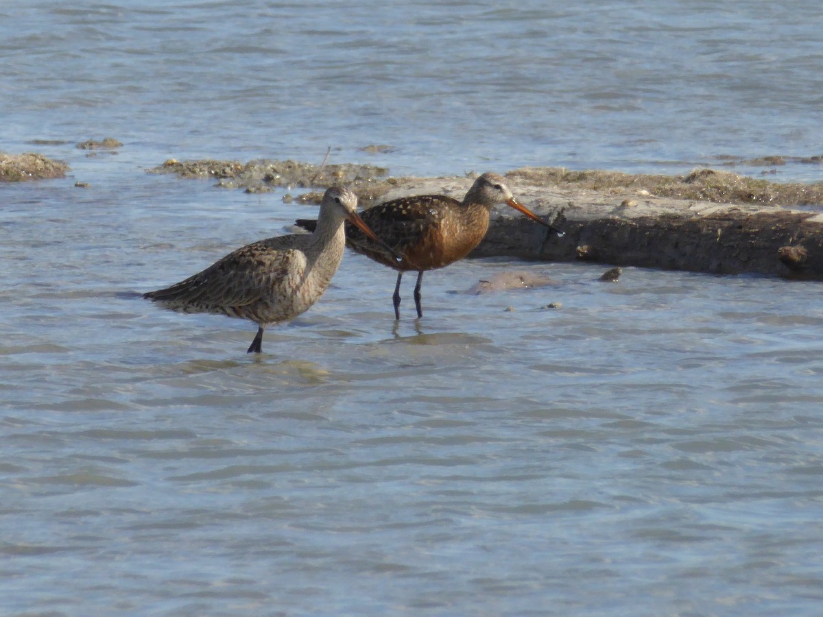 Hudsonian Godwit - Michelle Sopoliga