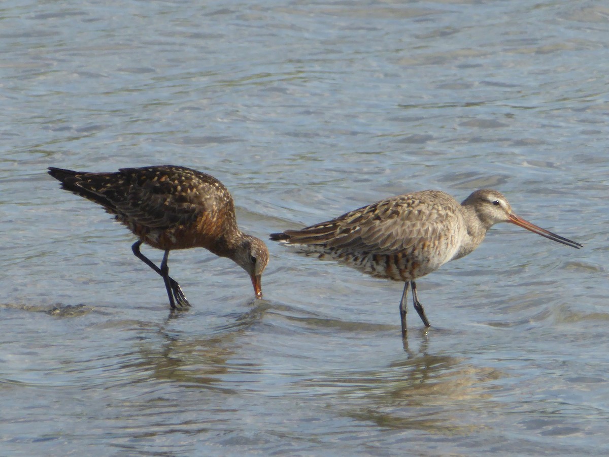 Hudsonian Godwit - Michelle Sopoliga