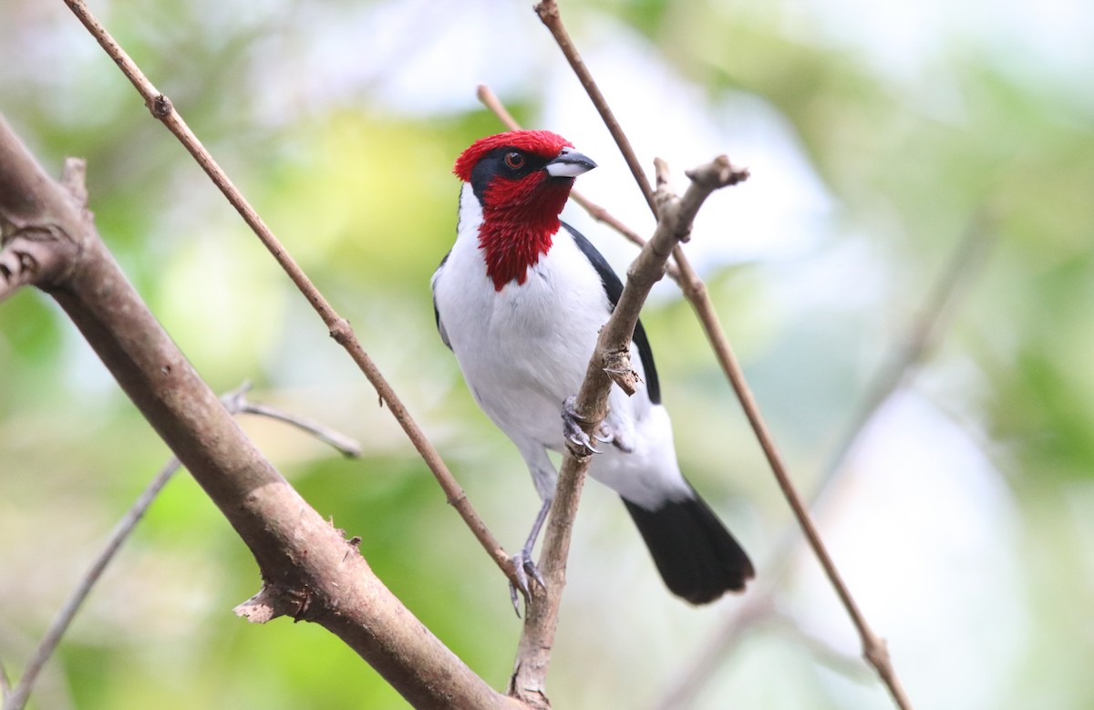 Masked Cardinal - ML161375421