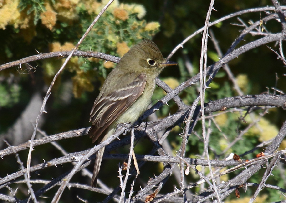 Western Flycatcher (Pacific-slope) - ML161376311