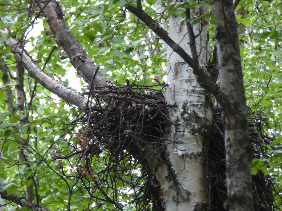 American Goshawk - ML161377741