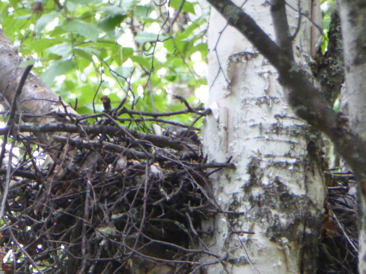 American Goshawk - ML161377751