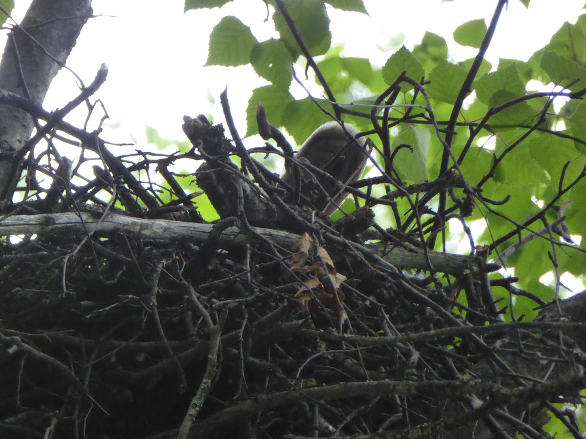 American Goshawk - ML161377781