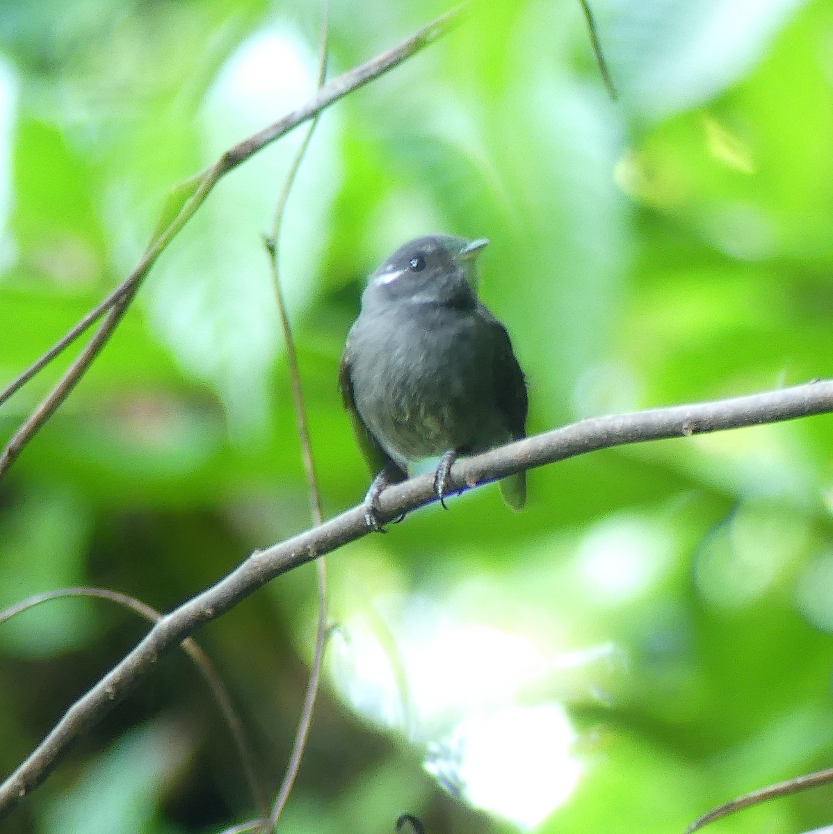 Samoan Fantail - ML161379811