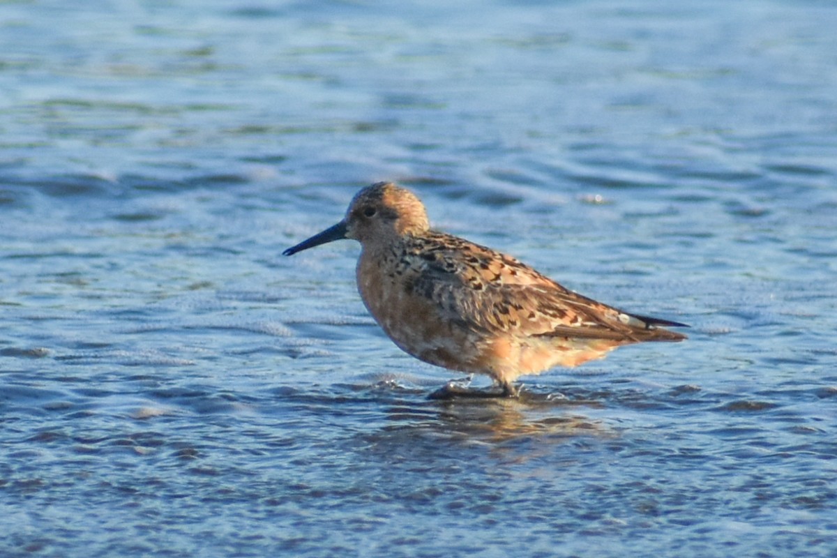 Red Knot - ML161382511