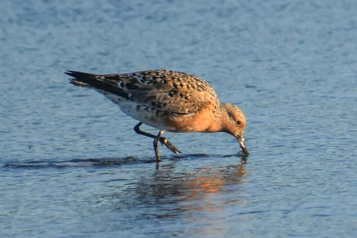 Red Knot - ML161382521